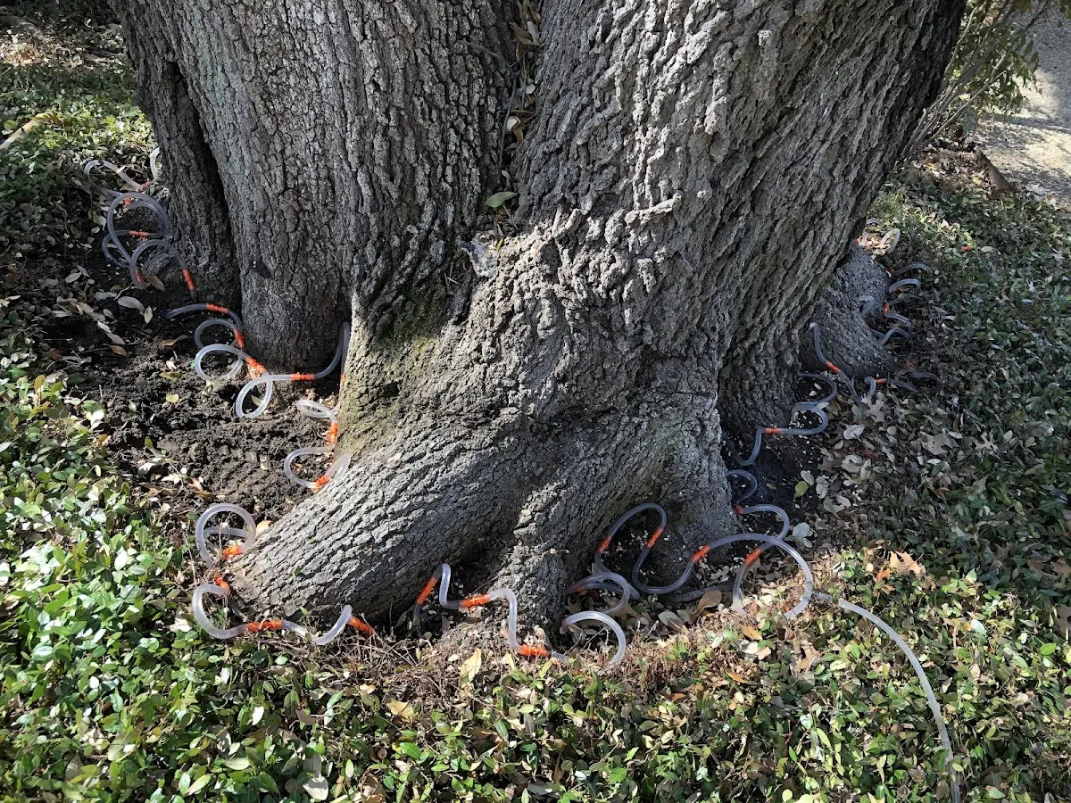 Detailed Tree Cabling and Bracing job site in Varnado